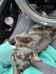 Found/Stray Unknown Cat last seen Chestnut Street, Toledo, OH 43608