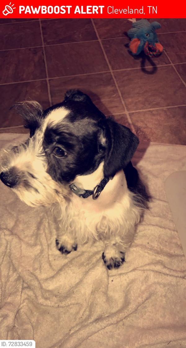 Lost Male Dog last seen Near Lyles Rd, Cleveland, TN 37323
