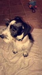Lost Male Dog last seen Near Lyles Rd, Cleveland, TN 37323