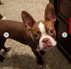 Lost Male Dog last seen Florence County Complex , Effingham, SC 29541