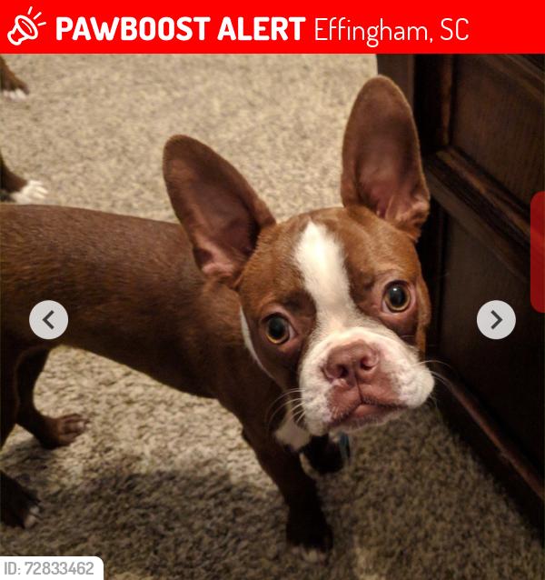Lost Male Dog last seen Florence County Complex , Effingham, SC 29541