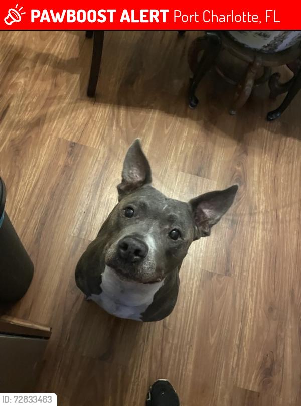Lost Female Dog last seen Near Driggers Avenue off Edgewater , Port Charlotte, FL 33948