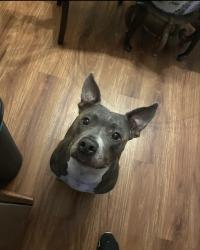 Lost Female Dog last seen Near Driggers Avenue off Edgewater , Port Charlotte, FL 33948