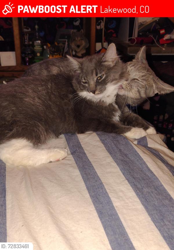 Lost Female Cat last seen 12th and yarrow st, Lakewood, CO 80214