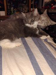 Lost Female Cat last seen 12th and yarrow st, Lakewood, CO 80214