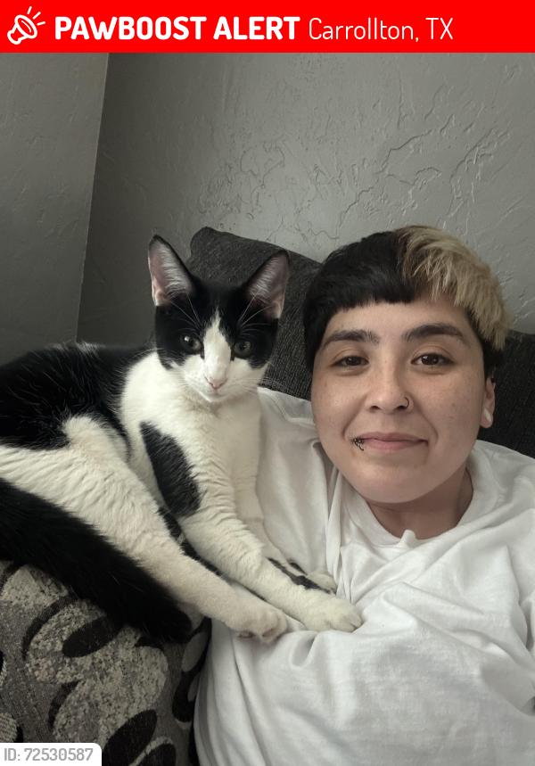 Lost Male Cat last seen spring ave/baxley dr, Carrollton, TX 75006