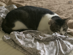 Reunited Male Cat last seen Berkley Crescent/Eden Circle, Simcoe, ON N3Y