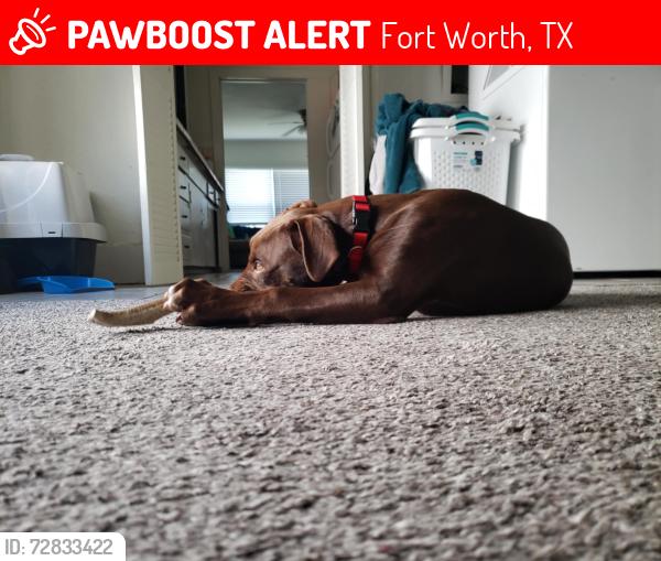 Lost Male Dog last seen Mistletoe Heights, Fort Worth, TX 76110