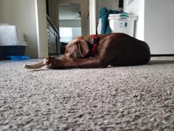 Lost Male Dog last seen Mistletoe Heights, Fort Worth, TX 76110