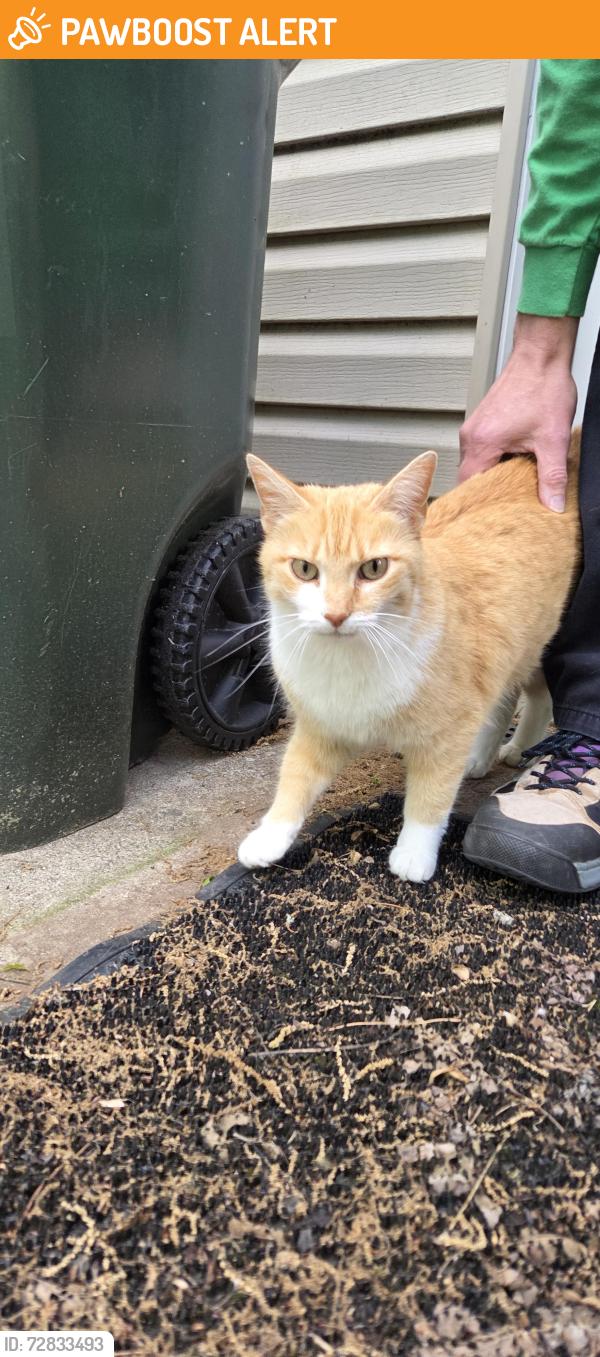 Found/Stray Female Cat last seen St. Rt. 48, Hamilton Township, OH 45140