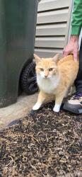 Found/Stray Female Cat last seen St. Rt. 48, Hamilton Township, OH 45140