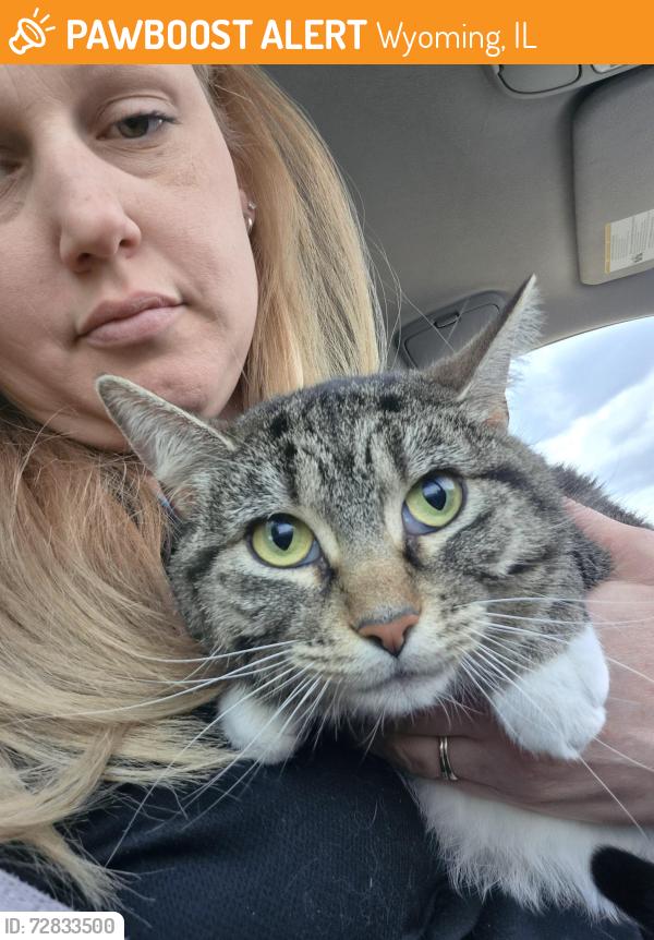 Found/Stray Female Cat last seen Wyoming il, Wyoming, IL 61491