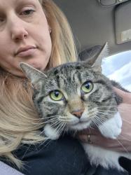 Found/Stray Female Cat last seen Wyoming il, Wyoming, IL 61491