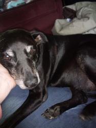 Lost Male Dog last seen Near Asbury High School, Asbury, AL 35951