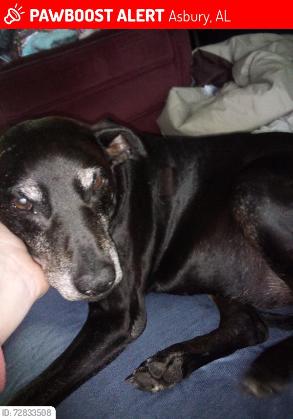 Lost Male Dog last seen Near Asbury High School, Asbury, AL 35951
