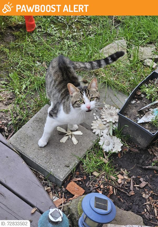 Found/Stray Unknown Cat last seen Forest park drive, Mississauga, ON L5N 6X9