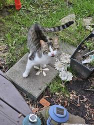 Found/Stray Unknown Cat last seen Forest park drive, Mississauga, ON L5N 6X9