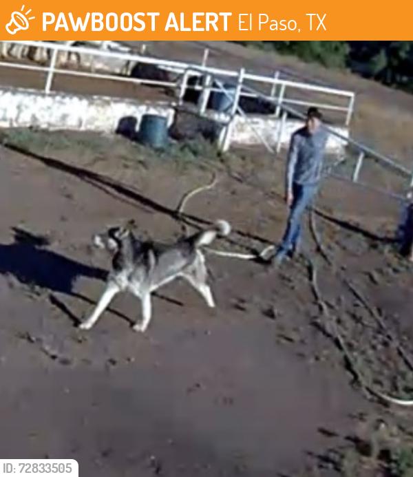Found/Stray Unknown Dog last seen Bowers and eastland , El Paso, TX 79907