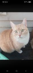 Lost Male Cat last seen Near meadows elementary , Thurston County, WA 98513