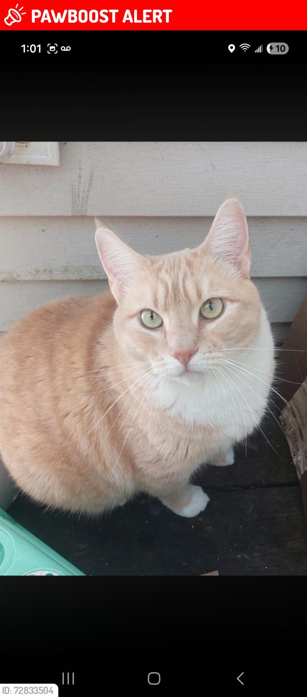 Lost Male Cat last seen Near meadows elementary , Thurston County, WA 98513