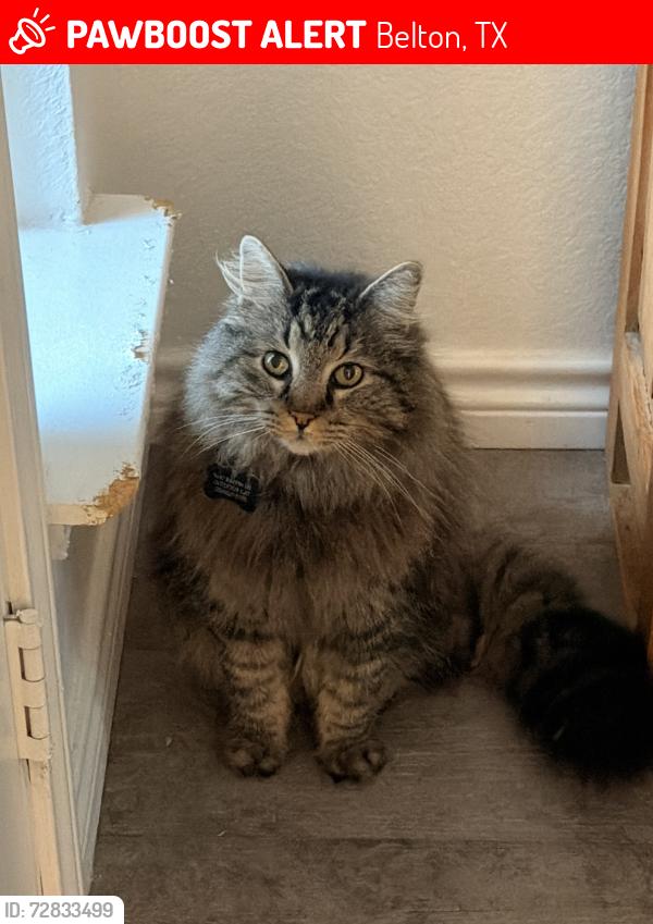 Lost Male Cat last seen Last I’ve heard he’s been seen in lavaca but he gags out in copano also I live on Baffin , Belton, TX 76513