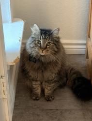 Lost Male Cat last seen Last I’ve heard he’s been seen in lavaca but he gags out in copano also I live on Baffin , Belton, TX 76513