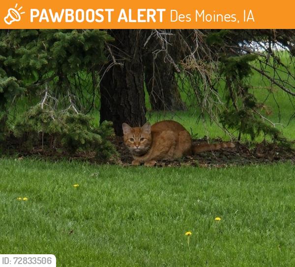 Found/Stray Unknown Cat last seen Glendale Cemetery, Des Moines, IA 50311