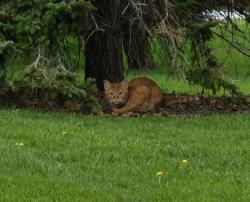 Found/Stray Unknown Cat last seen Glendale Cemetery, Des Moines, IA 50311