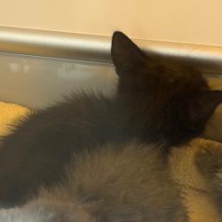 Shelter Stray Male Cat last seen , Norman, OK 73072