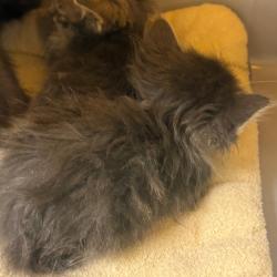 Shelter Stray Female Cat last seen , Norman, OK 73072