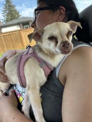 Found/Stray Female Dog last seen Between 62nd and 68th st and Pacific, Tacoma, WA 98408