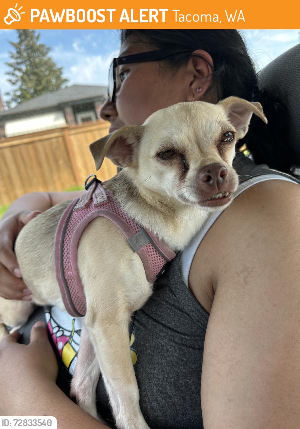 Found/Stray Female Dog last seen Between 62nd and 68th st and Pacific, Tacoma, WA 98408