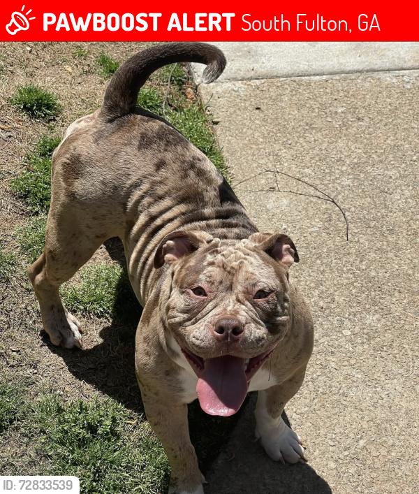 Lost Male Dog last seen Walden park, South Fulton, GA 30349