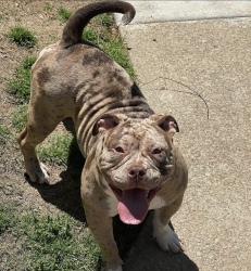 Lost Male Dog last seen Walden park, South Fulton, GA 30349