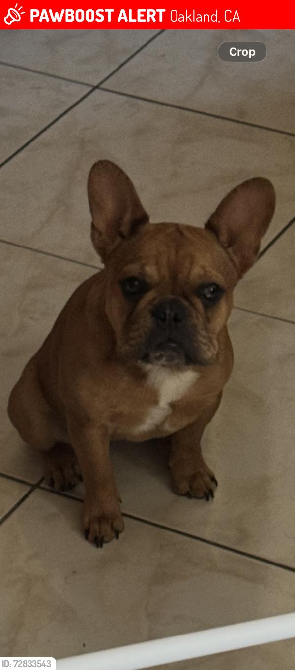 Lost Female Dog last seen 61st and Tevis , Oakland, CA 94621