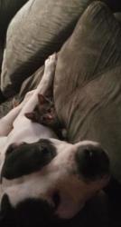 Lost Male Dog last seen Walmart , Murrells Inlet, SC 29576