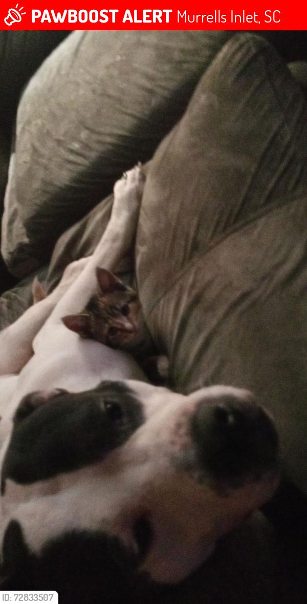 Lost Male Dog last seen Walmart , Murrells Inlet, SC 29576