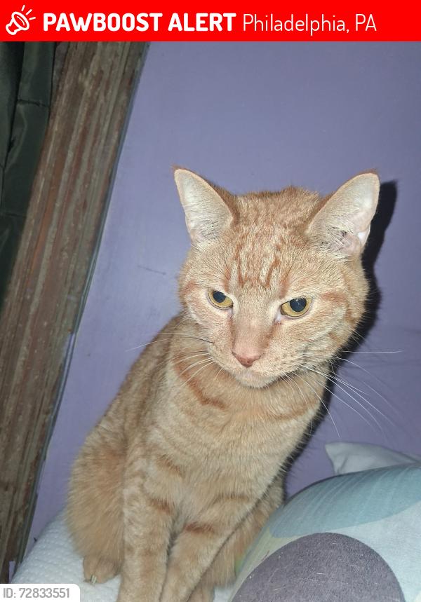 Lost Male Cat last seen My  on 72nd and Old York Road, Philadelphia, PA 19126