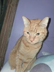 Lost Male Cat last seen My  on 72nd and Old York Road, Philadelphia, PA 19126