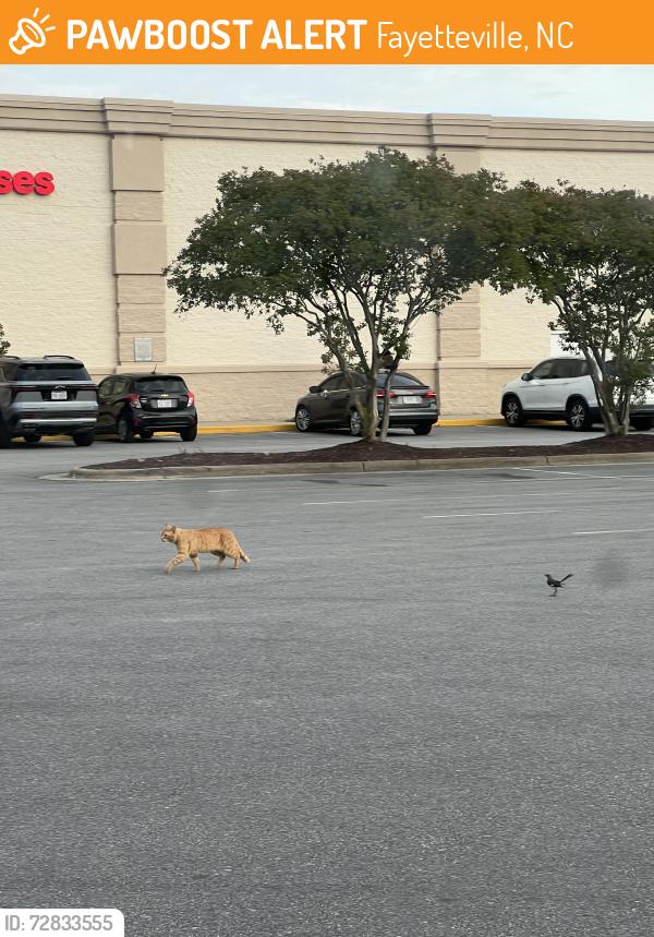 Found/Stray Unknown Cat last seen Parking lot of bob’s furniture store, Fayetteville, NC 28314