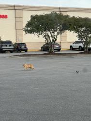 Found/Stray Unknown Cat last seen Parking lot of bob’s furniture store, Fayetteville, NC 28314