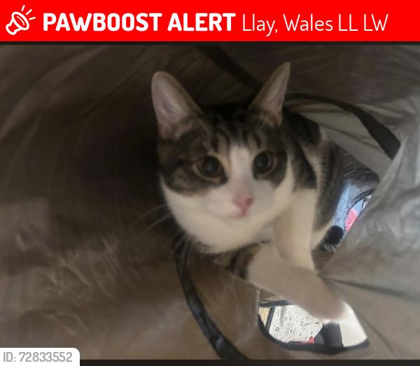 Lost Male Cat last seen stubbys fish bar, Llay, Wales LL12 0LW