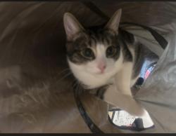 Lost Male Cat last seen stubbys fish bar , Llay, Wales LL12 0LW