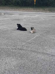 Found/Stray Unknown Dog last seen Culebra senisa springs, Creekside, PA 15701
