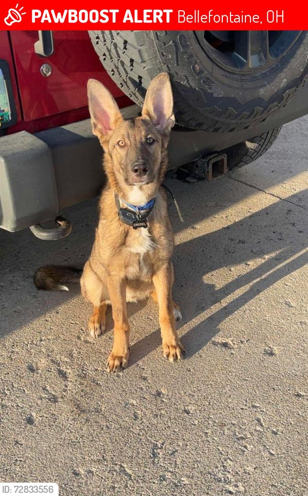 Lost Male Dog last seen Auburn Ave, Bellefontaine, OH 43311