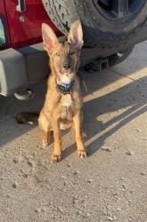 Lost Male Dog last seen Auburn Ave, Bellefontaine, OH 43311