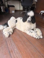 Lost Male Dog last seen Lake Mathew’s Dr and Descanso Dr, Perris, CA 92570