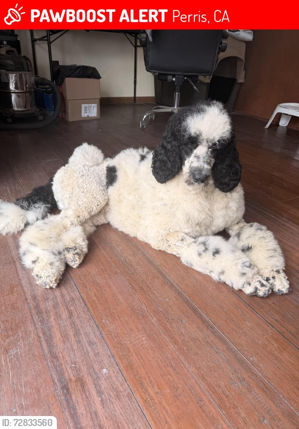 Lost Male Dog last seen Lake Mathew’s Dr and Descanso Dr, Perris, CA 92570
