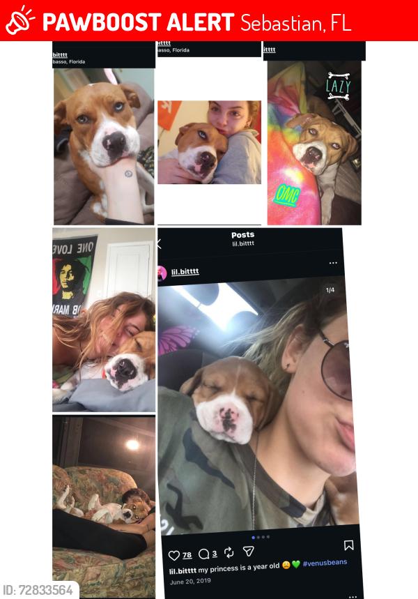 Lost Female Dog last seen Grant 78/chevron gas station, Sebastian, FL 32957