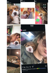 Lost Female Dog last seen Grant 78/chevron gas station, Sebastian, FL 32957